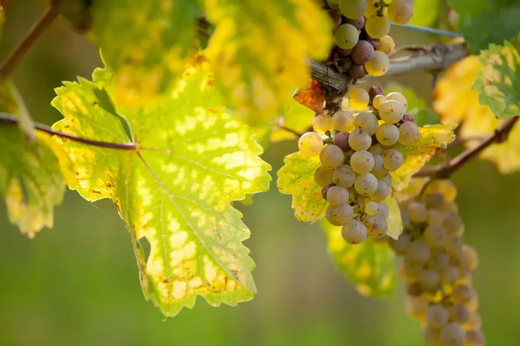 white-wine-popularity-ranking