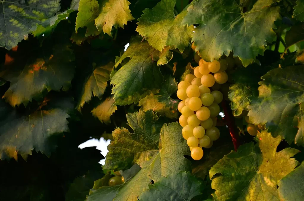 ベルエポックがまずいと言われるのはなぜ?人気シャンパンの真相