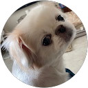 けんしば profile picture